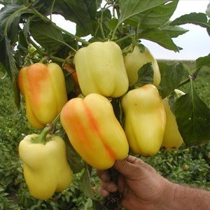 babura babura